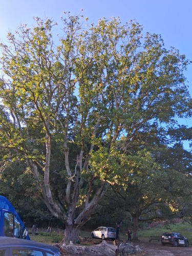 Quercus robur observed 2026-10-27
