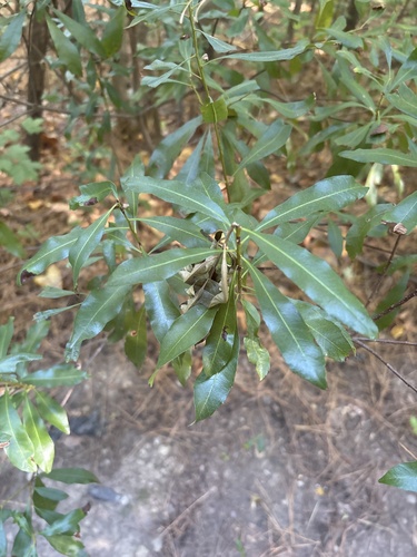 Myrica observed 2026-10-27