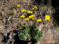 Grindelia covasii