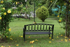 Pitangus sulphuratus