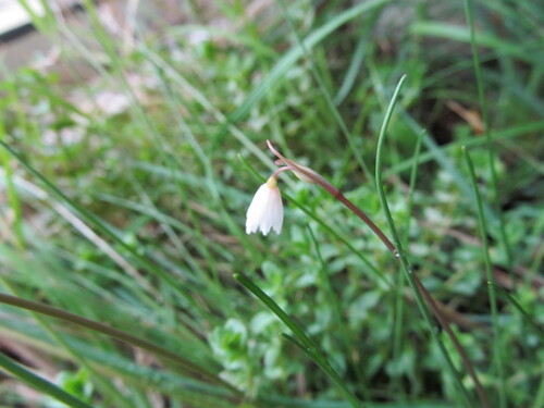 Autumn snowflake (Acis autumnalis)