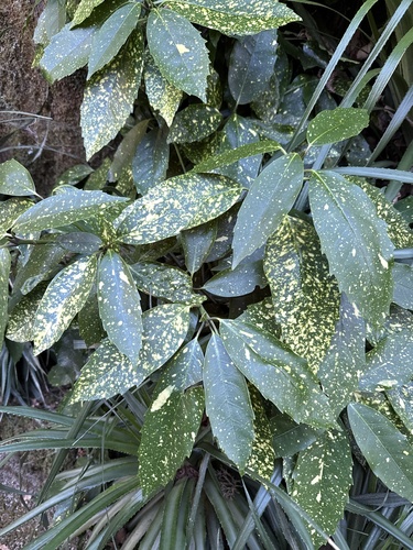 Aucuba japonica observed 2026-10-27