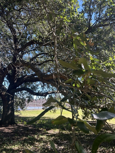 Quercus virginiana, 2026-10-27