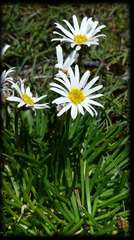 Allittia cardiocarpa