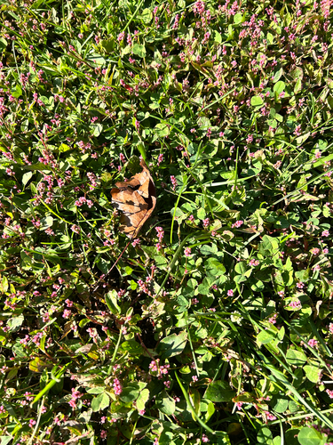 Persicaria longiseta observed 2026-10-27
