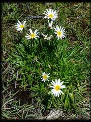 Allittia cardiocarpa