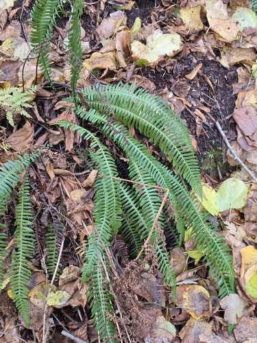 Struthiopteris spicant, 2026-10-27