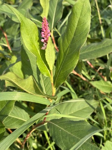 Persicaria amphibia, 2026-10-27