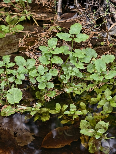 Cardamine amara, 2026-10-27