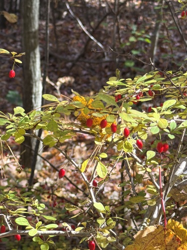 Berberis, 2026-10-27
