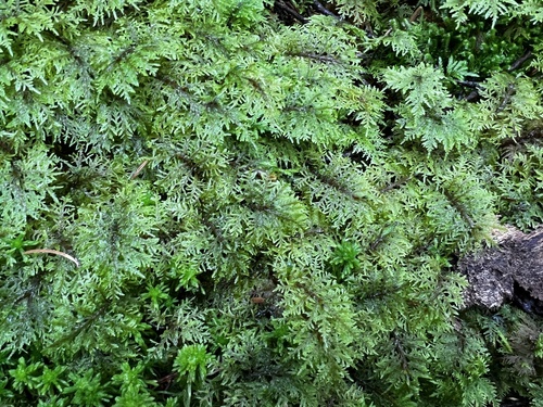 Hylocomium splendens observed 2026-10-27