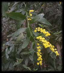 Daviesia laxiflora