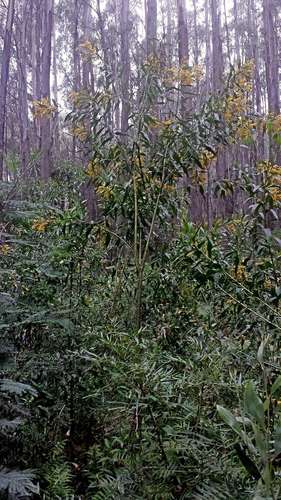 Image of Daviesia laxiflora by (c) Russell Best, some rights reserved (CC BY)