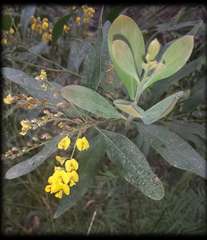 Daviesia laxiflora