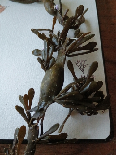 Ascophyllum nodosum observed 2026-10-27