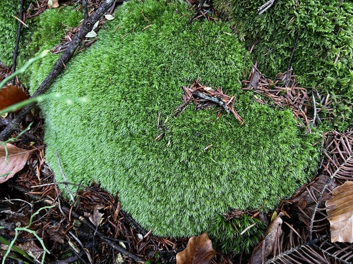 Leucobryum observed 2026-10-27