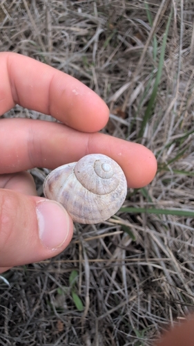 Helix aspera, 2026-10-27