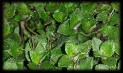 Leptostigma breviflorum