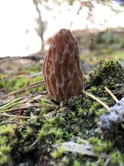 Morchella brunnea