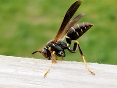 Polistes fuscatus
