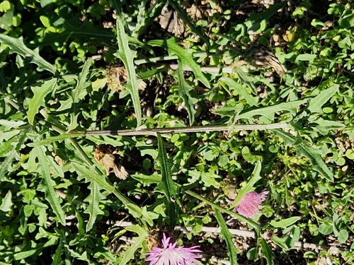 Centaurea aspera, 2026-10-27