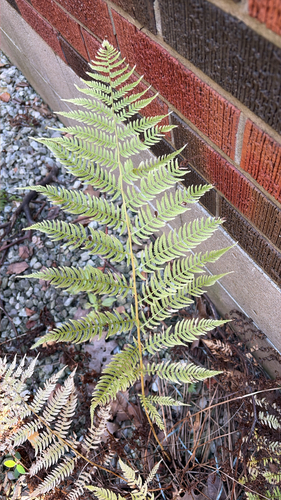 Athyrium filix-femina observed 2026-10-27