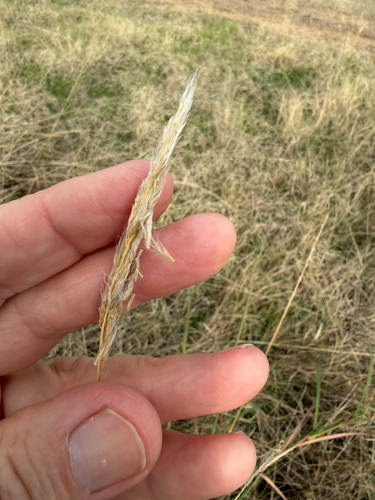 Bothriochloa saccharoides, 2026-10-27
