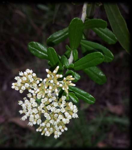 Wedge-leaf Everlasting (Ozothamnus cuneifolius)