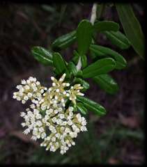 Ozothamnus cuneifolius