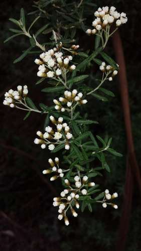 Image of Ozothamnus cuneifolius by (c) Russell Best, some rights reserved (CC BY)