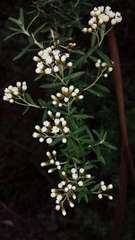 Ozothamnus cuneifolius