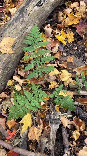 Dryopteris carthusiana observed 2026-10-27