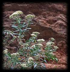 Ozothamnus cuneifolius