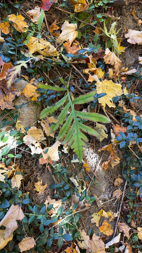 Onoclea sensibilis observed 2026-10-27