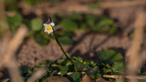 Viola arvensis, 2026-10-25