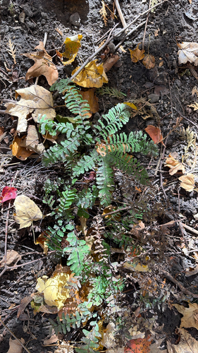 Adiantum observed 2026-10-27