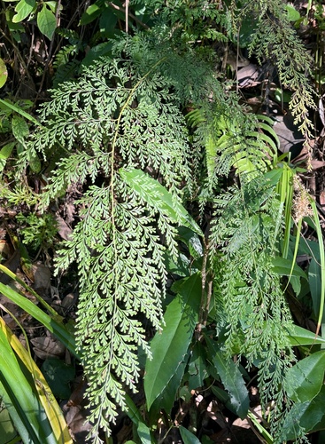 Odontosoria chinensis observed 2026-10-27