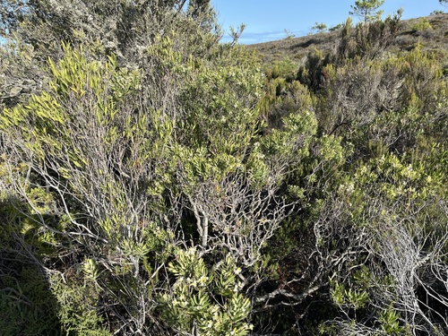 Daphne observed 2026-10-27