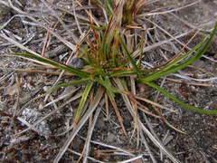 Carex tonsa tonsa