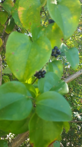 Smilax observed 2026-10-27