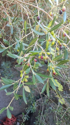 Oliva observed 2026-10-27