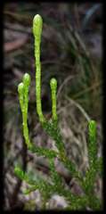 Austrolycopodium fastigiatum