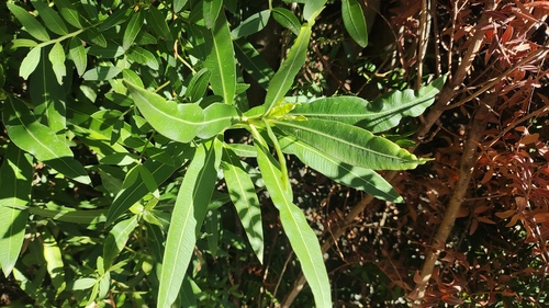 Oleandra observed 2026-10-27