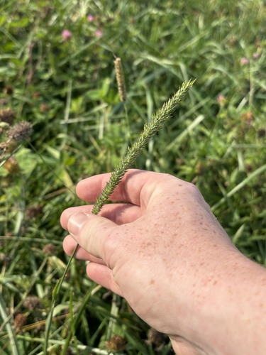 Phleum pratense observed 2026-10-27