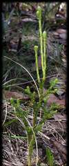 Austrolycopodium fastigiatum