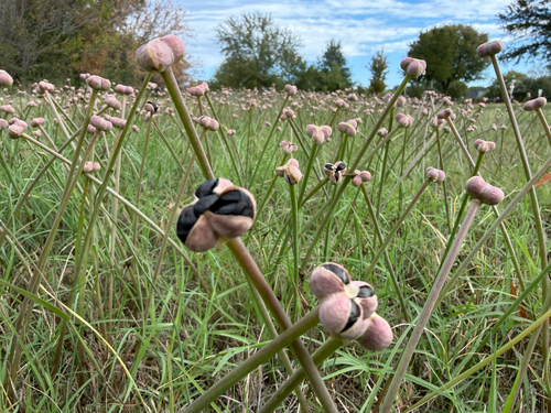 Zephyranthes chlorosolen, 2026-10-27