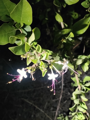 Volkameria inermis observed 2026-10-27