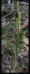 Austrolycopodium fastigiatum