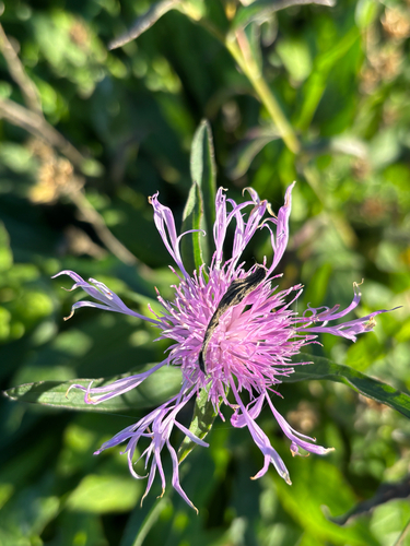 Centaurea observed 2026-10-27