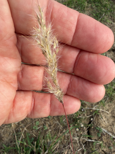 Bothriochloa saccharoides, 2026-10-27